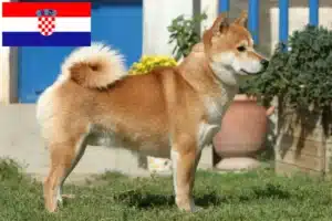 Read more about the article Hırvatistan’daki Shiba yetiştiricileri ve köpek yavruları