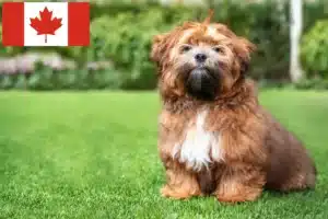 Read more about the article Kanada’da Shichon yetiştiricileri ve köpek yavruları