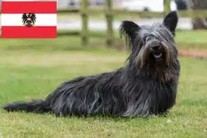 Read more about the article Avusturya’da Skye Terrier yetiştiricileri ve köpek yavruları