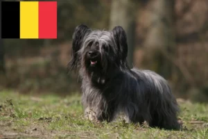 Read more about the article Belçika’da Skye Terrier yetiştiricileri ve köpek yavruları