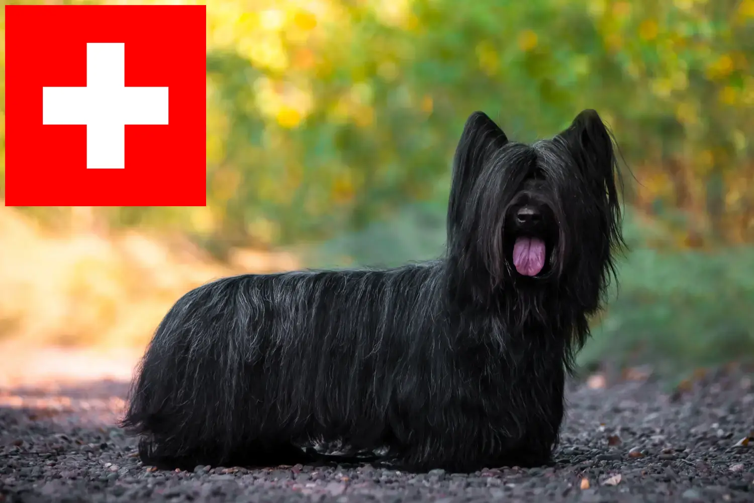 Read more about the article İsviçre’de Skye Terrier yetiştiricileri ve köpek yavruları