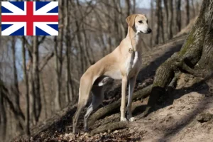 Read more about the article İngiltere’deki Sloughi yetiştiricileri ve yavru köpekler