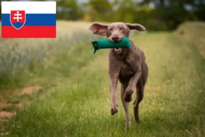 Read more about the article Slovakya’da Slovakya Tel Tüylü Sakal yetiştiricileri ve köpek yavruları