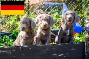 Read more about the article Almanya’da Slovakya Tel Tüylü Sakal yetiştiricileri ve köpek yavruları