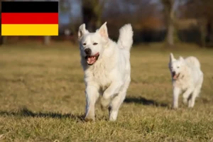 Read more about the article Almanya’da Slovensky Cuvac yetiştiricileri ve köpek yavruları