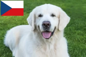 Read more about the article Çek Cumhuriyeti’ndeki Slovensky Cuvac yetiştiricileri ve yavru köpekler