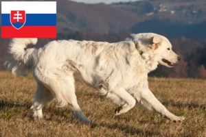 Read more about the article Slovakya’da Slovensky Cuvac yetiştiricileri ve köpek yavruları