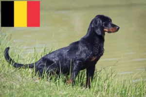 Read more about the article Belçika’da Slovenský kopov yetiştiricileri ve yavru köpekler