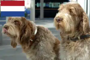 Read more about the article Hollanda’da Spinone Italiano yetiştiricileri ve köpek yavruları