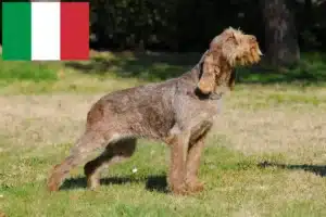 Read more about the article İtalya’da Spinone Italiano yetiştiricileri ve köpek yavruları