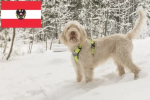 Read more about the article Avusturya’da Spinone Italiano yetiştiricileri ve köpek yavruları