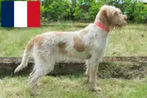 Read more about the article Fransa’da Spinone Italiano yetiştiricileri ve köpek yavruları