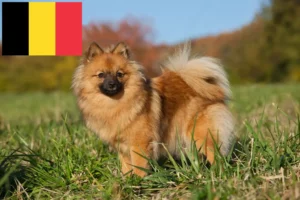 Read more about the article Belçika’da Spitz yetiştiricileri ve köpek yavruları