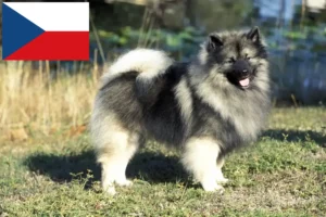 Read more about the article Çek Cumhuriyeti’nde Spitz yetiştiricileri ve yavru köpekler