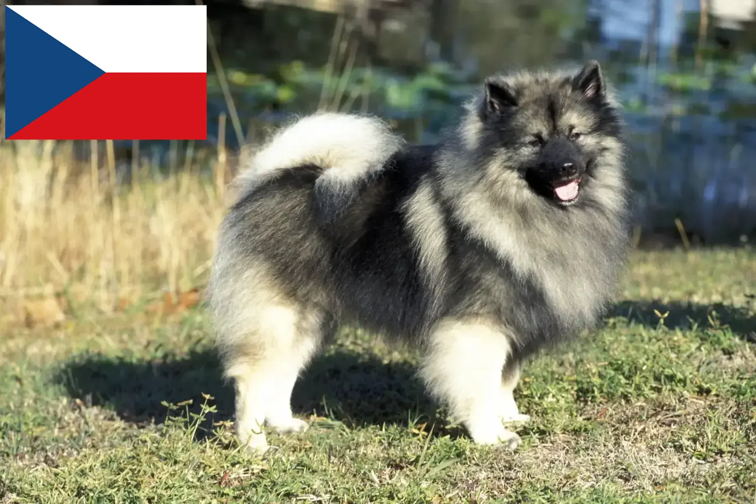 Spitz yavru köpek ve yetiştiricileri Çek Cumhuriyeti Burada Çek Cumhuriyeti'ndeki en iyi yetiştiricileri bulabilirsiniz.