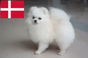 Read more about the article Danimarka’da Spitz yetiştiricileri ve köpek yavruları