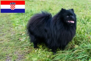 Read more about the article Hırvatistan’da Spitz yetiştiricileri ve köpek yavruları