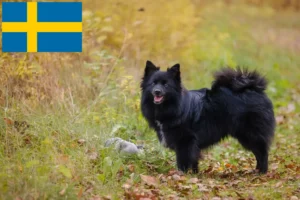 Read more about the article İsveç’te Spitz yetiştiricileri ve köpek yavruları
