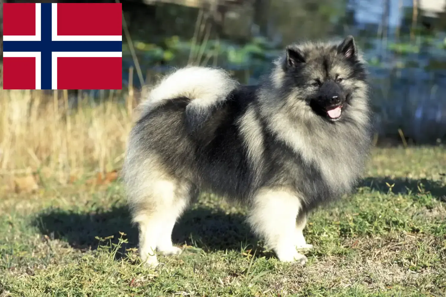 Read more about the article Norveç’te Spitz yetiştiricileri ve köpek yavruları