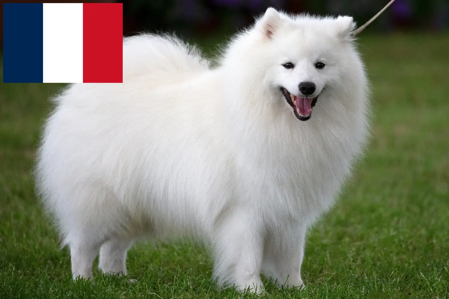 Spitz yavruları ve yetiştiricileri Réunion Réunion'daki Spitz yetiştiricilerini burada bulabilirsiniz.