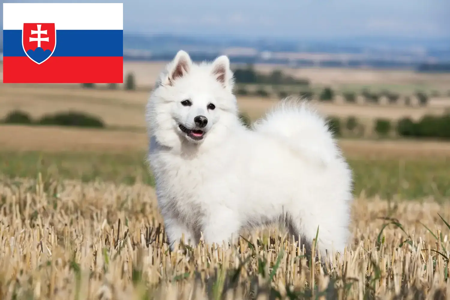 Slovakya Spitz yavru köpek ve yetiştiricileri Burada Slovakya'daki en iyi yetiştiricileri bulabilirsiniz.