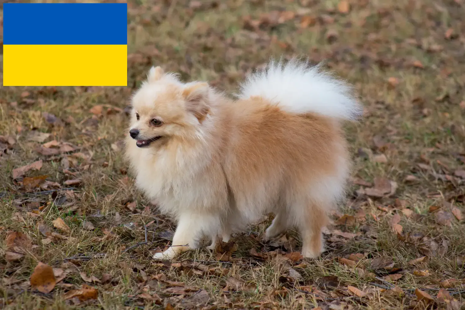 Read more about the article Ukrayna’da Spitz yetiştiricileri ve köpek yavruları