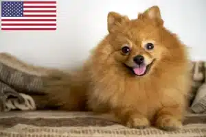 Read more about the article ABD’de Spitz yetiştiricileri ve yavru köpekler