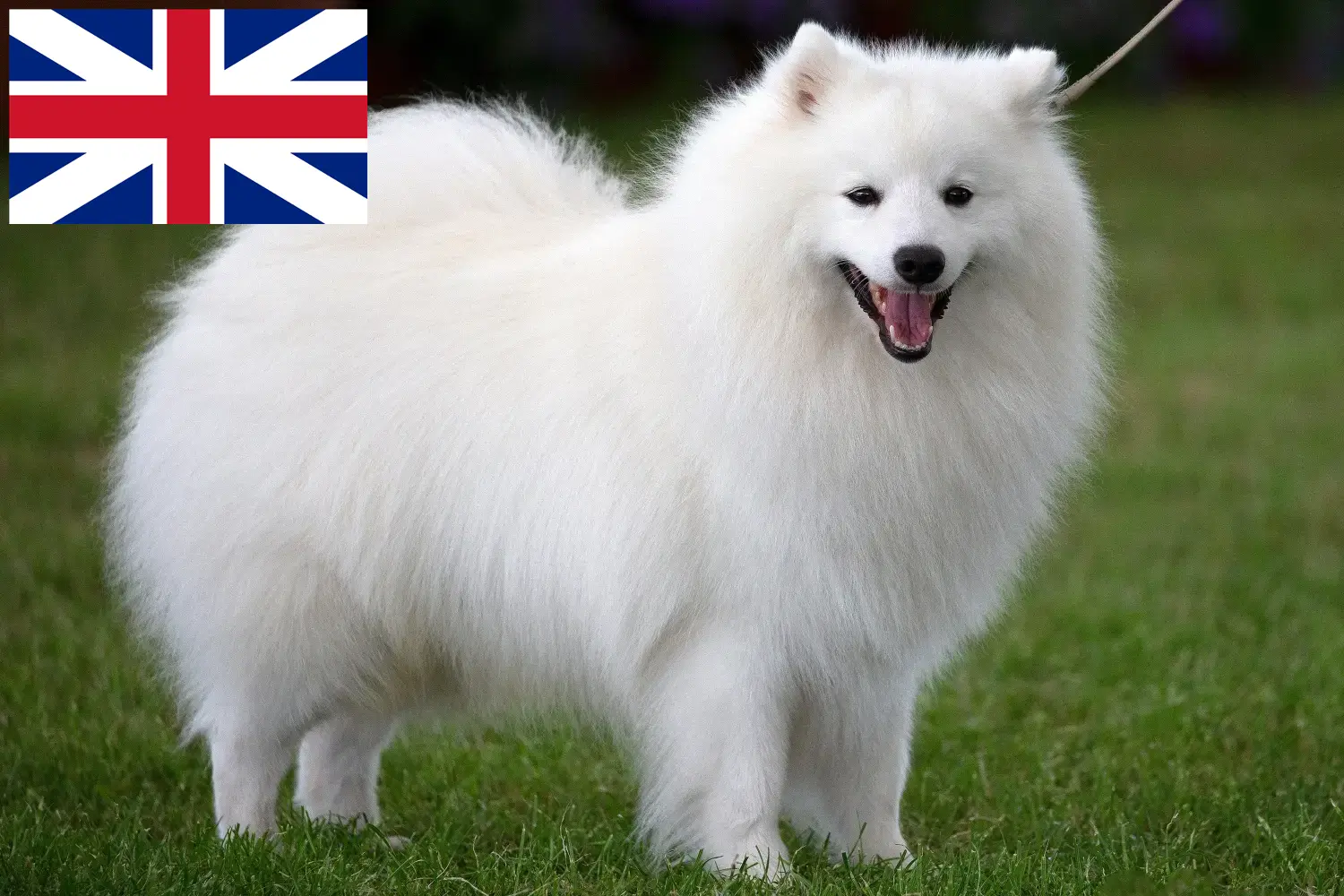 Spitz yavruları ve yetiştiricileri Büyük Britanya Burada Büyük Britanya'daki en iyi yetiştiricileri bulabilirsiniz.