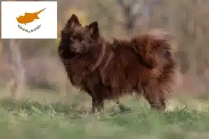 Read more about the article Kıbrıs’ta Spitz yetiştiricileri ve yavru köpekler
