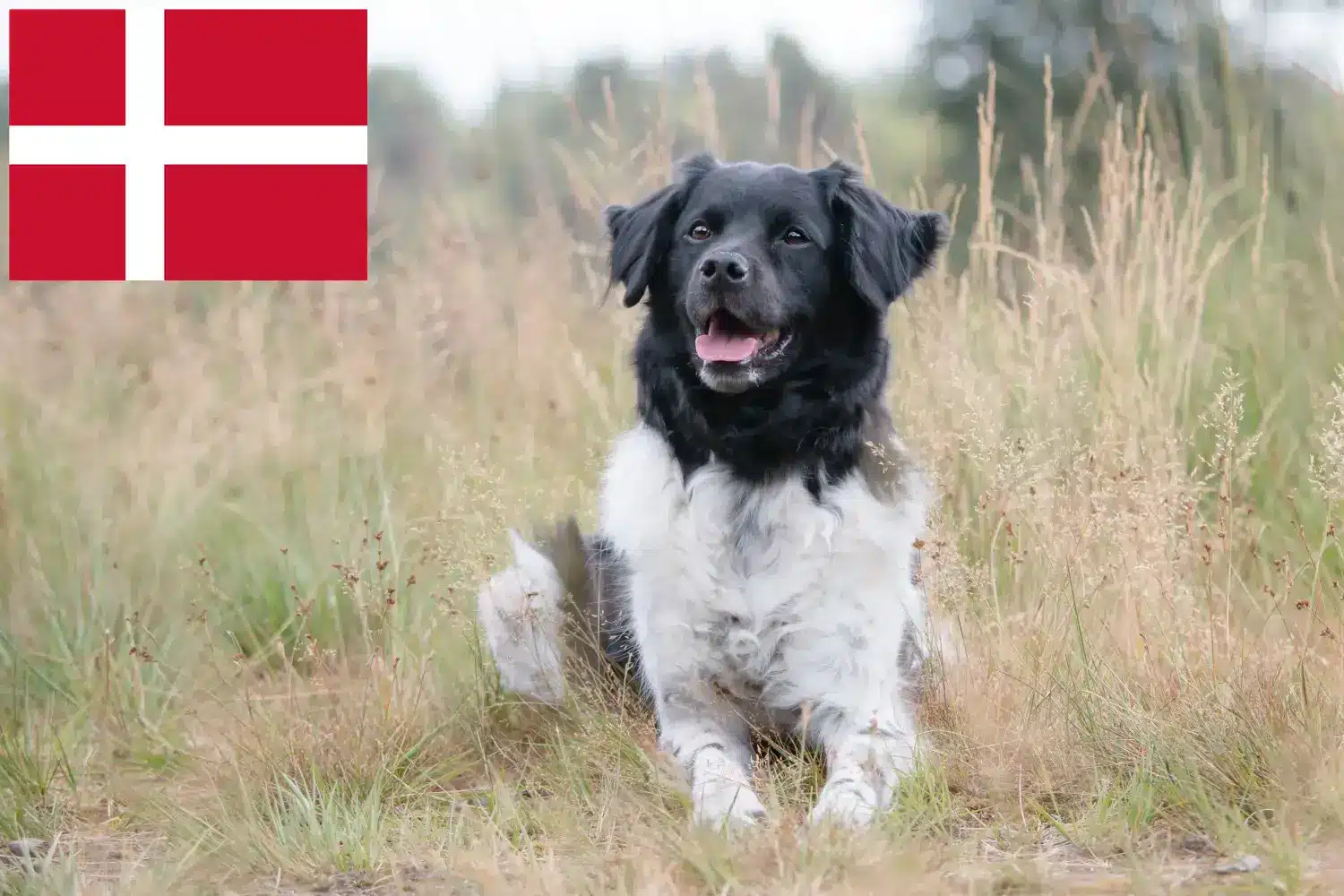 Read more about the article Danimarka’da Stabij yetiştiricileri ve köpek yavruları