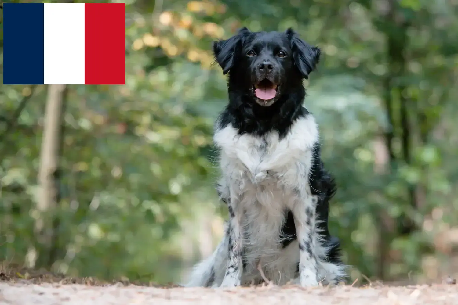 Read more about the article Fransa’da Stabij yetiştiricileri ve yavru köpekler