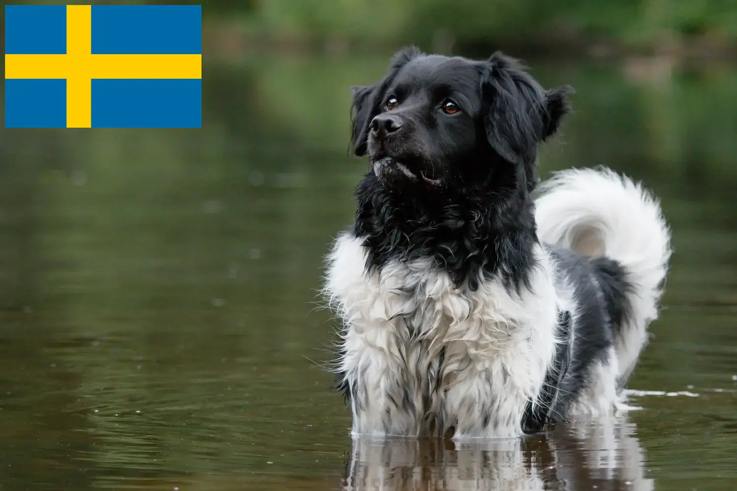 Read more about the article İsveç’te Stabij yetiştiricileri ve köpek yavruları