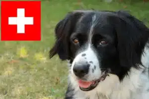Read more about the article İsviçre’de Stabij yetiştiricileri ve köpek yavruları