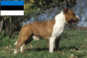 Read more about the article Estonya’da Staffordshire Bull Terrier yetiştiricileri ve köpek yavruları