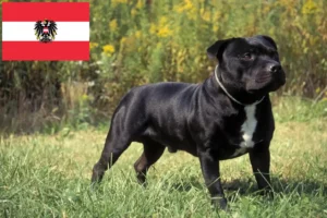 Read more about the article Avusturya’da Staffordshire Bull Terrier yetiştiricileri ve köpek yavruları