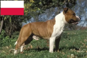 Read more about the article Polonya’da Staffordshire Bull Terrier yetiştiricileri ve köpek yavruları
