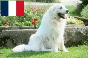 Read more about the article Fransa’da Tatra çoban köpeği yetiştiricileri ve yavruları