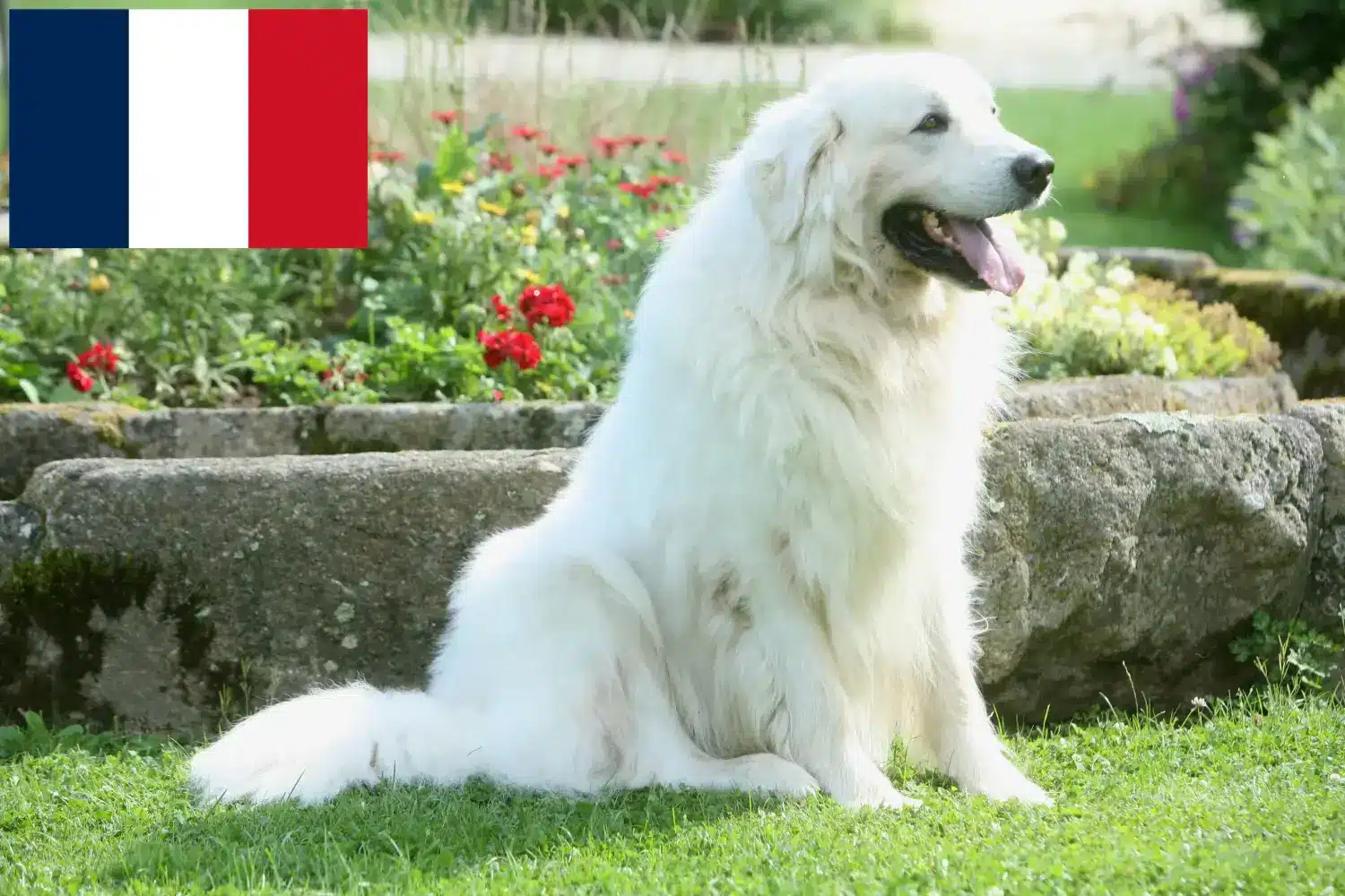 Tatra çoban köpeği yavruları ve yetiştiricileri Fransa Burada Fransa'daki Tatra Çoban Köpeği yetiştiricilerini bulabilirsiniz.