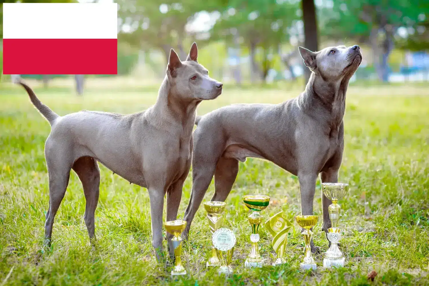 Thai Ridgeback yavruları ve yetiştiricisi Polonya Polonya içindeki Thai Ridgeback yetiştiricilerini burada bulabilirsiniz.