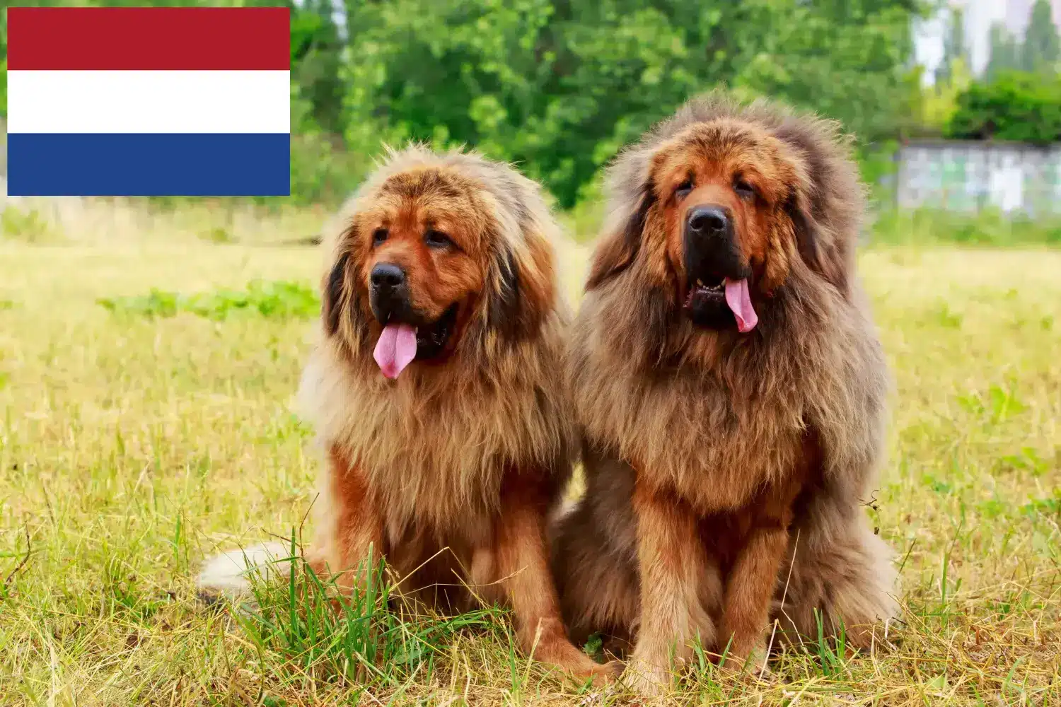 Read more about the article Hollanda’da Tibet Mastifi yetiştiricileri ve köpek yavruları