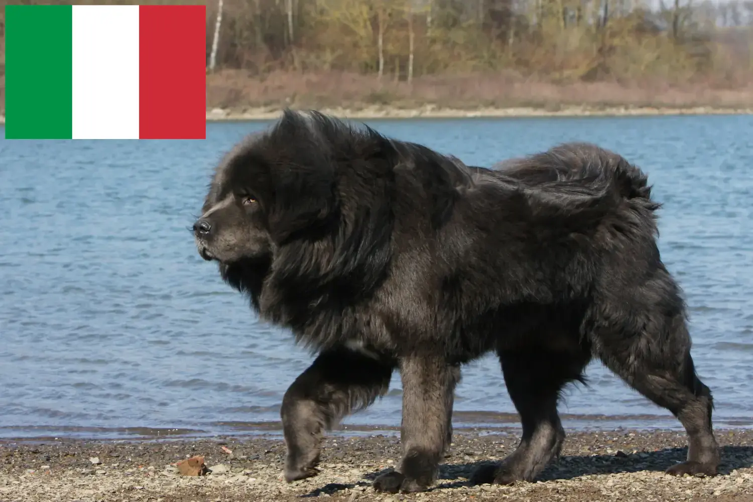 Read more about the article İtalya’da Tibet Mastifi yetiştiricileri ve köpek yavruları