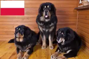Read more about the article Polonya’da Tibet köpeği yetiştiricisi ve yavruları
