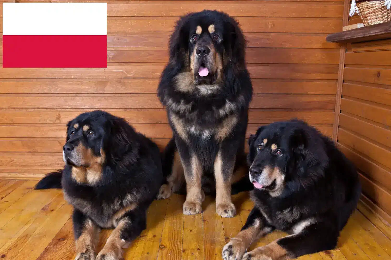 Read more about the article Polonya’da Tibet köpeği yetiştiricisi ve yavruları