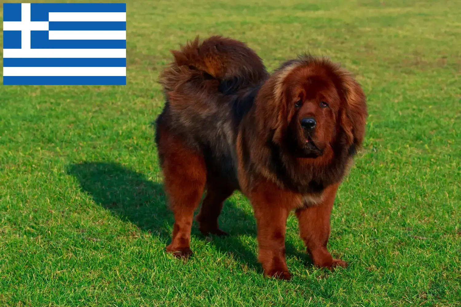 Read more about the article Yunanistan’da Tibet Köpeği yetiştiricisi ve yavruları