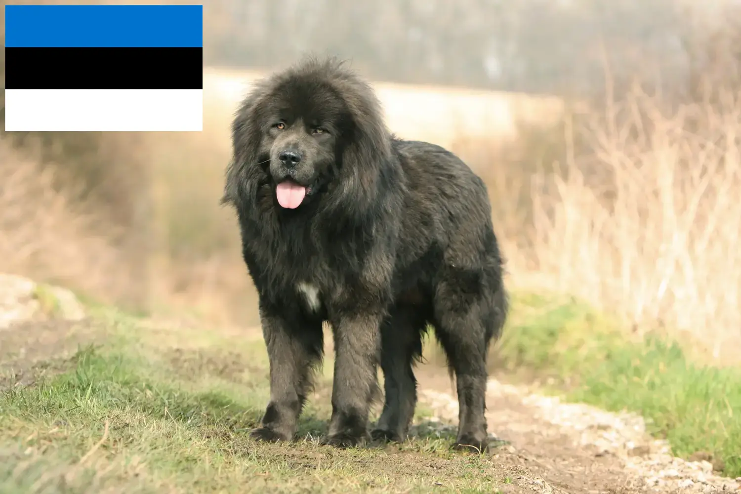 Read more about the article Estonya’da Tibet Köpeği yetiştiricisi ve yavruları