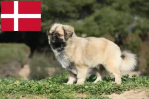 Read more about the article Danimarka’da Tibet Spanieli yetiştiricileri ve köpek yavruları