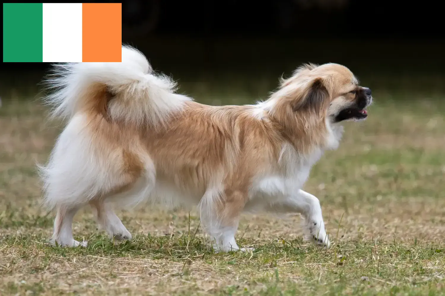 Tibet Spaniel yavru köpek ve yetiştiricileri İrlanda İrlanda'deki Tibet Spanieli yetiştiricilerini bulun.