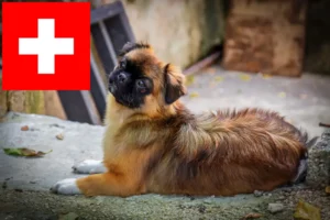 Read more about the article İsviçre’de Tibet Spanieli yetiştiricileri ve köpek yavruları