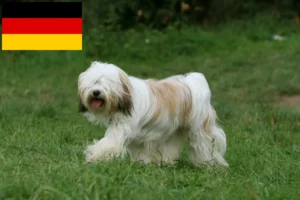 Read more about the article Almanya’da Tibet Teriyeri yetiştiricileri ve köpek yavruları