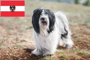 Read more about the article Avusturya’da Tibet Teriyeri yetiştiricileri ve köpek yavruları